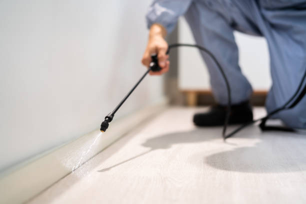 Licensed Wasp Removal service in Quantico Base, VA - Show Me Pest Control